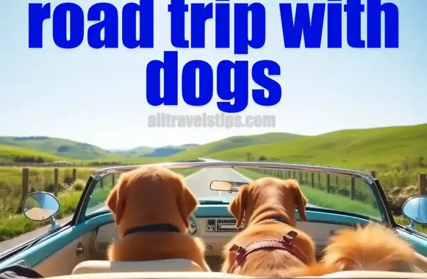 planning a road trip with dogs